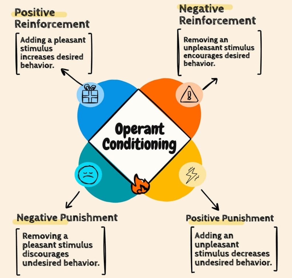 Operant Conditioning: B.F. Skinner’s Theory & Examples