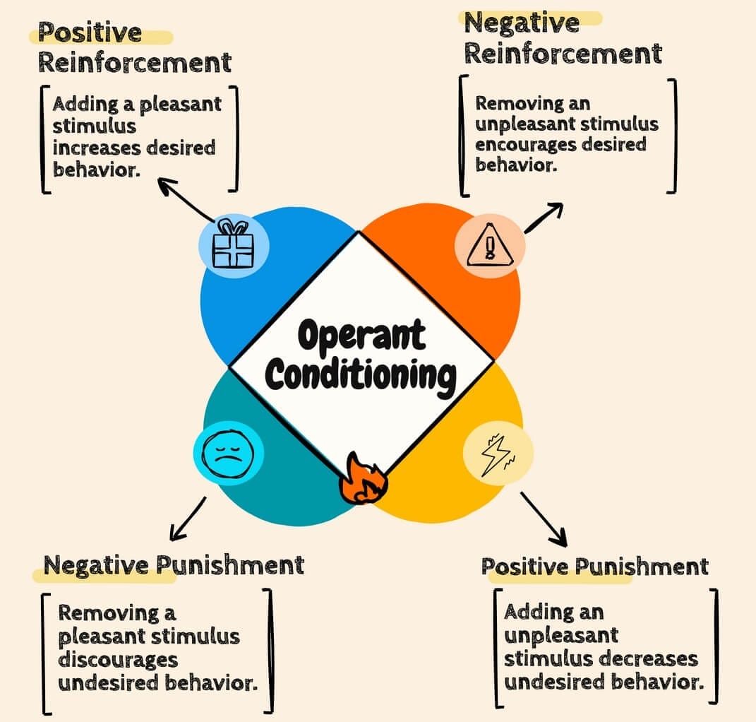 Operant Conditioning: B.F. Skinner’s Theory & Examples