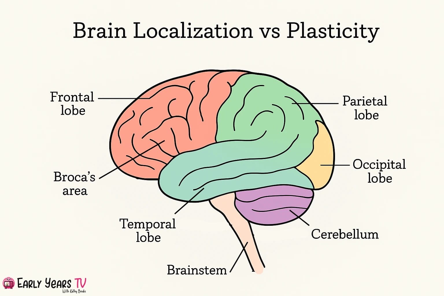 Key brain regions explained in relation to localization of function and the brain’s ability to adapt through plasticity.