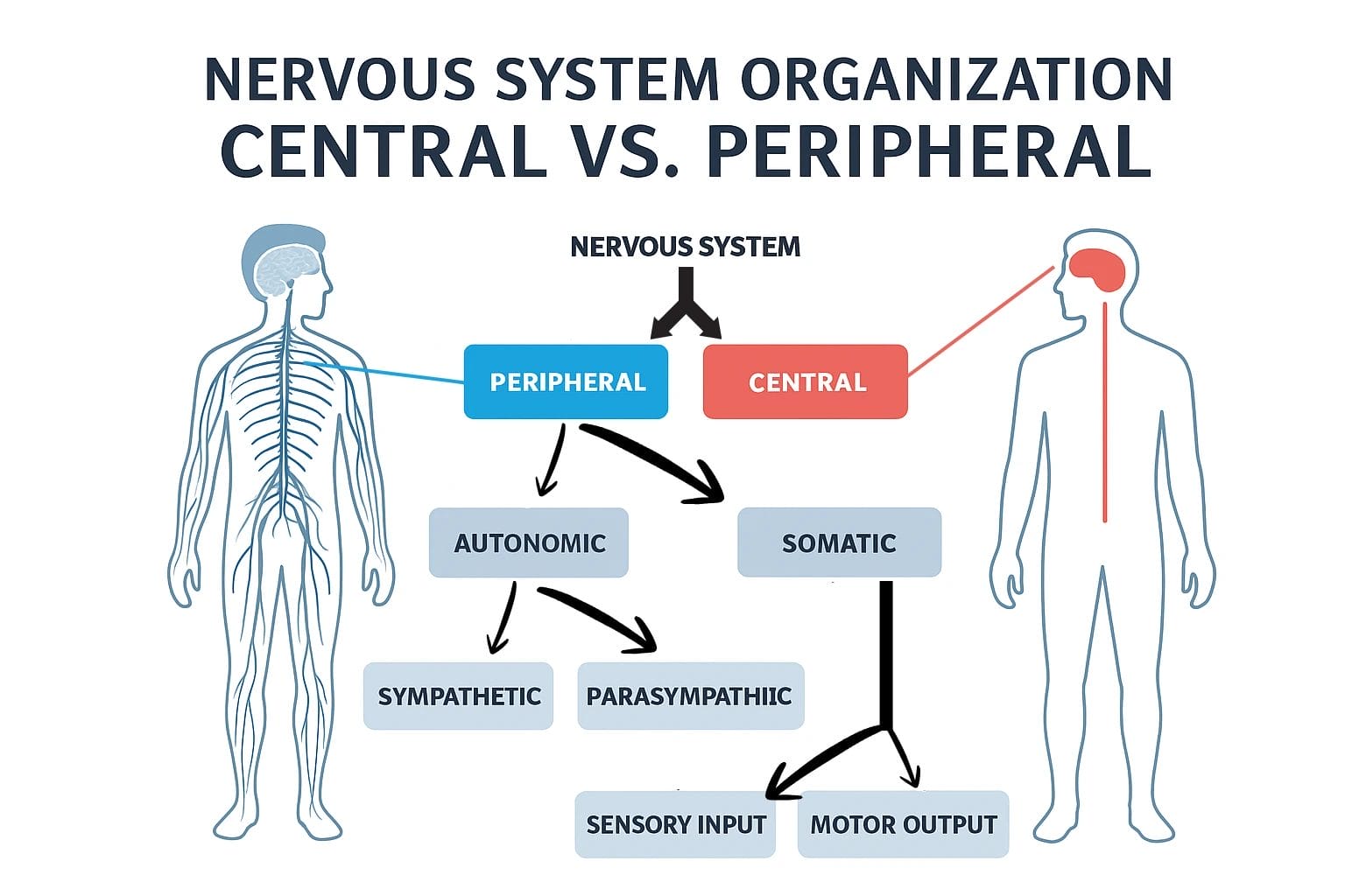 Overview of central and peripheral nervous system organization with main functions explained.