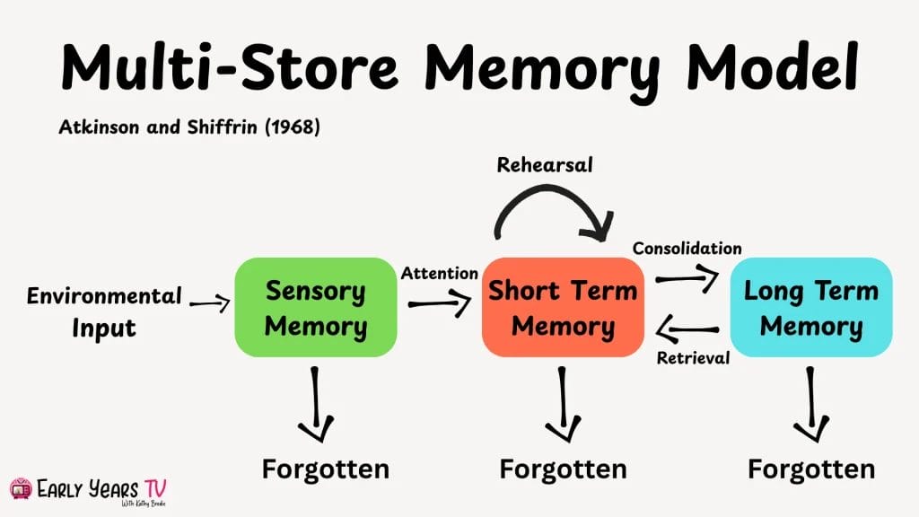 Stages of the Atkinson and Shiffrin multi-store memory model explained