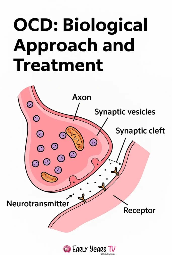 OCD biological foundations and treatment integration overview