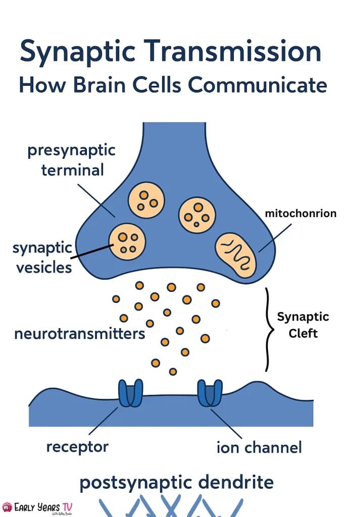 Synaptic transmission explained: how brain cells communicate through neurotransmitters and receptors
