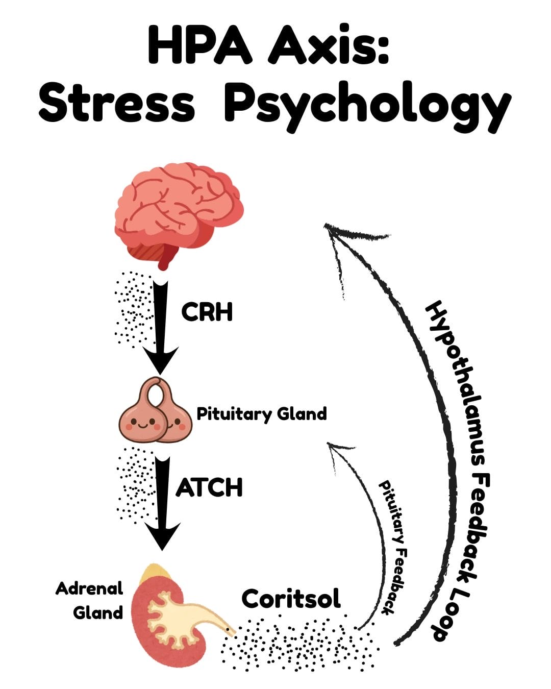 HPA axis role in regulating cortisol and the body’s stress response through hypothalamus, pituitary, and adrenal glands