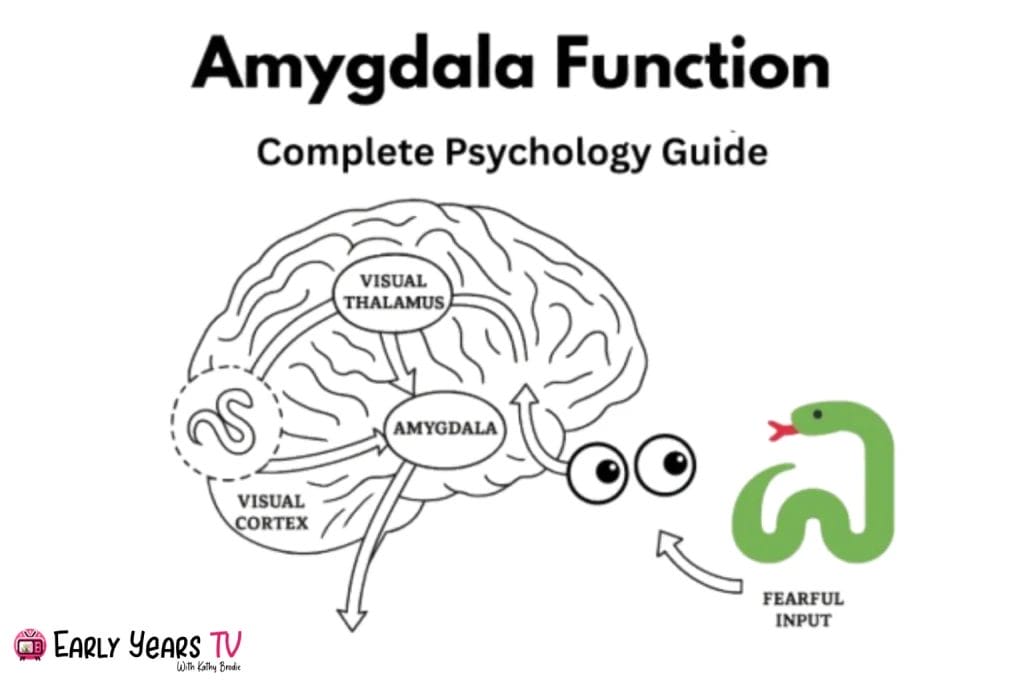 Amygdala role in fear response processing through visual pathways