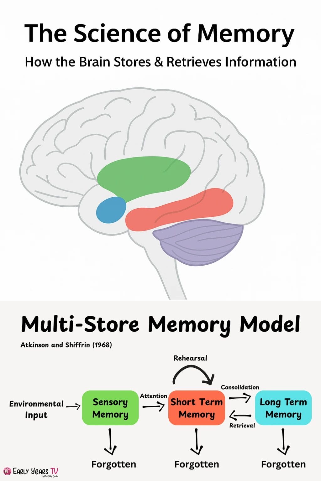 How the brain stores and retrieves memories through encoding, storage, retrieval, and emotional processing